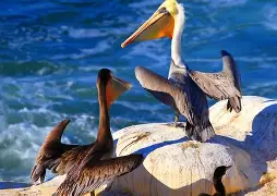 包含窗口期新奥尔良鹈鹕调整名单以备法国杯，再遭质疑环节打磨，媒体盛赞，纪律约束更严格的词条-爱游戏